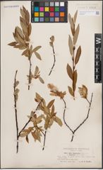 Foto von Salix daphnoides Vill.